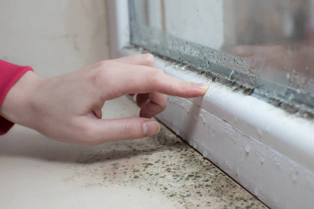 Best Black Mold Removal  in South Patrick Shores, FL